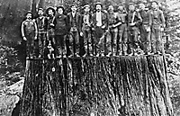 Logging Redwoods in Curry County