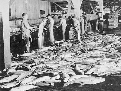 Chinese Workers in Astoria Cannery